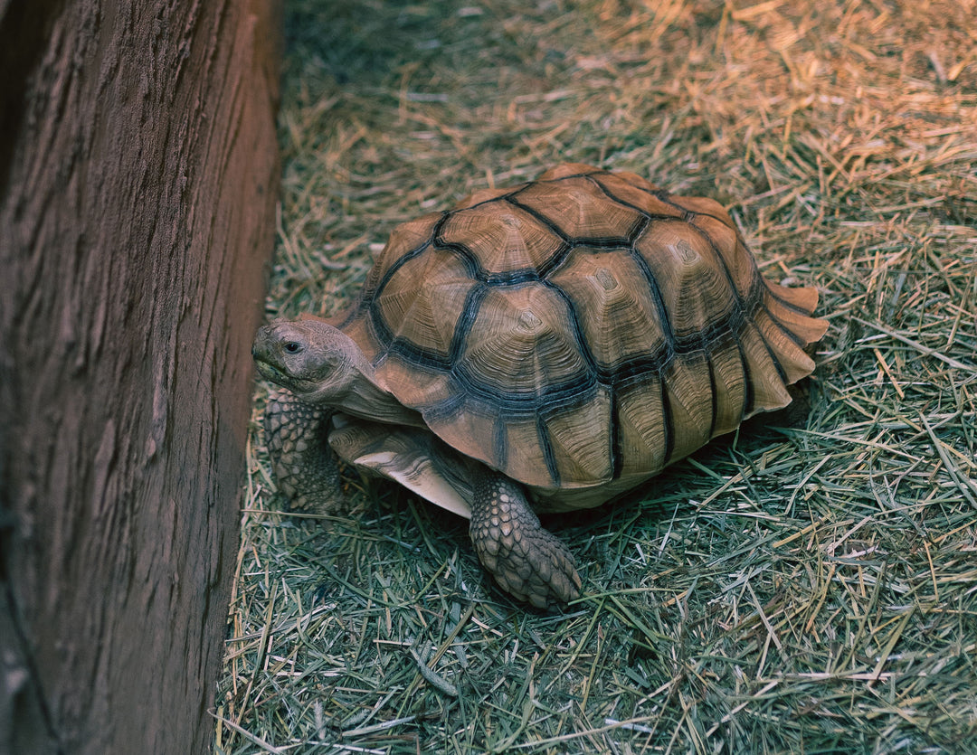 Birthday Party Packages