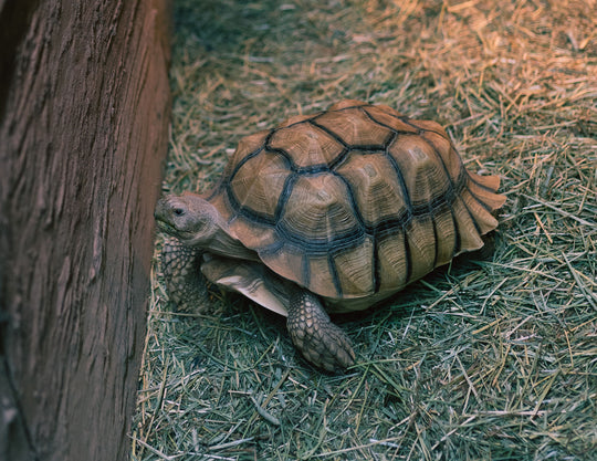 Birthday Party Packages