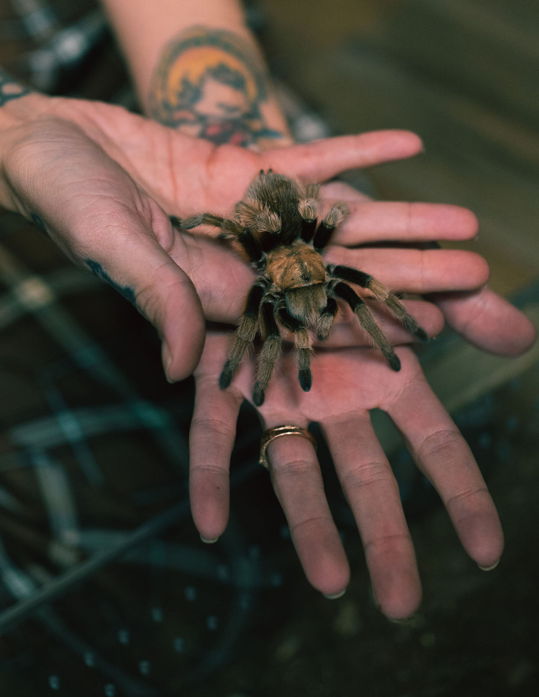 Reptile Room Ticket (Public Hours)