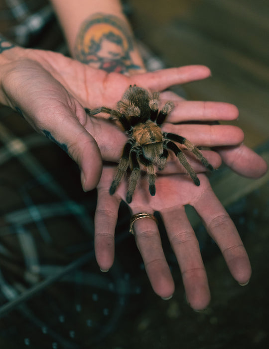 Reptile Room Ticket (Public Hours)