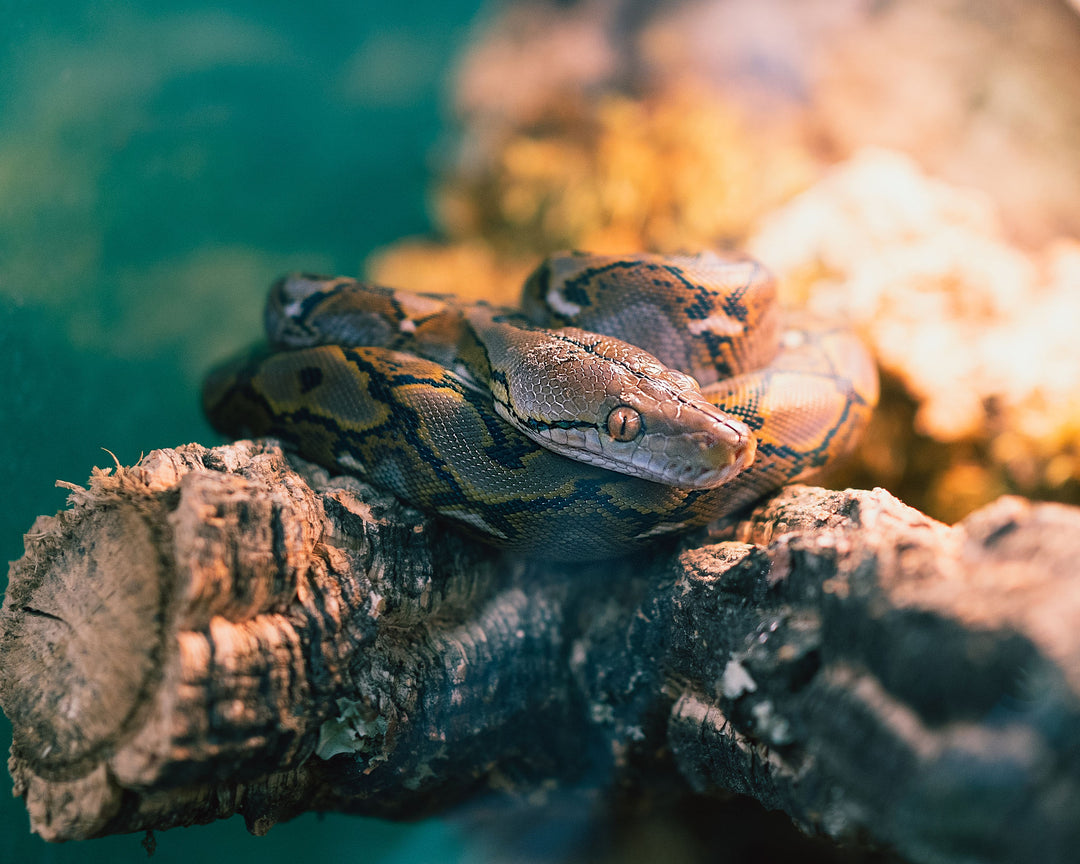 Birthday Party Packages