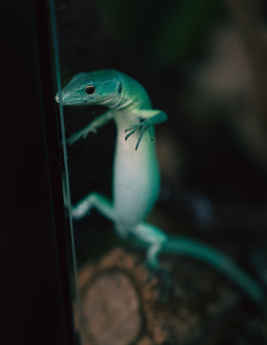 Birthday Party Packages