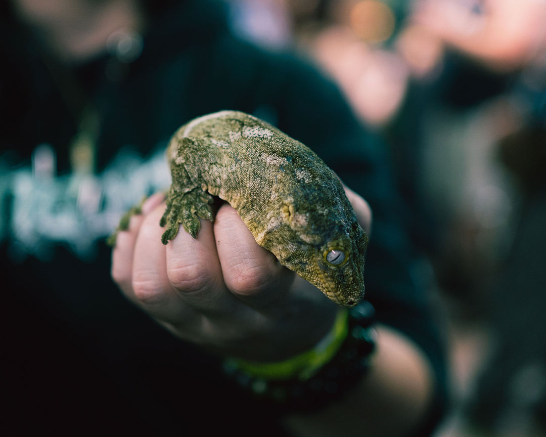 Reptile Room Ticket (Public Hours)