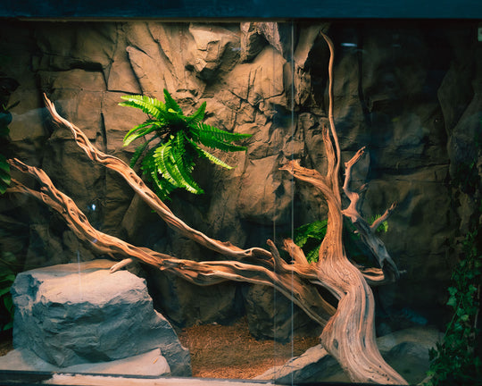 Birthday Party Packages