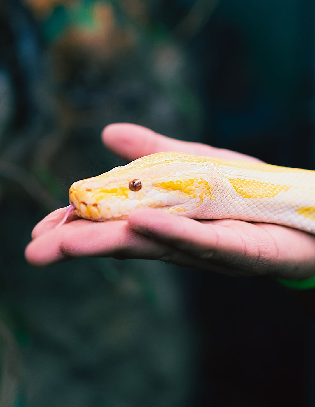 Reptile Room Ticket (Public Hours)