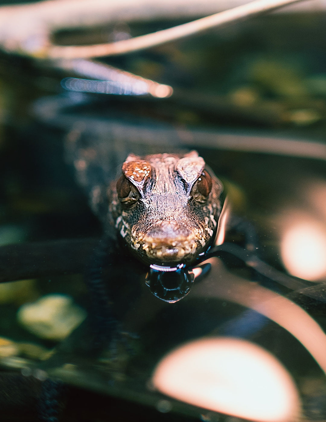 Birthday Party Packages