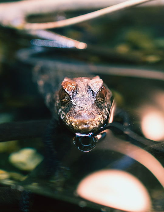 Birthday Party Packages