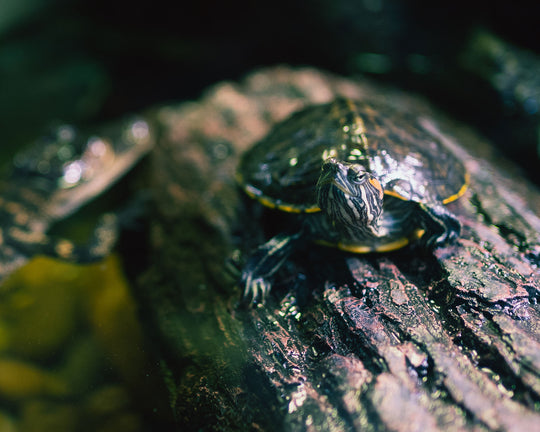 Birthday Party Packages