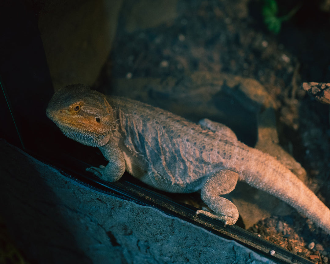 Annual Single Person Membership