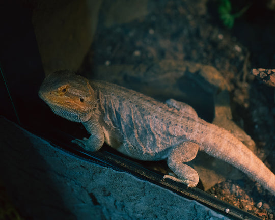 Annual Single Person Membership