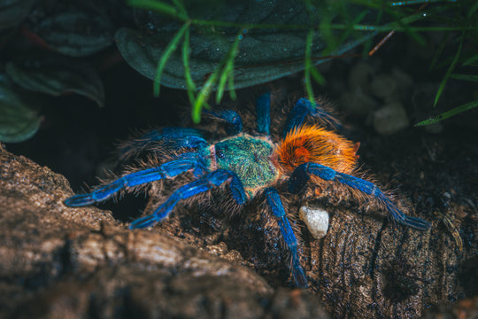 Reptile Room Ticket (Public Hours)