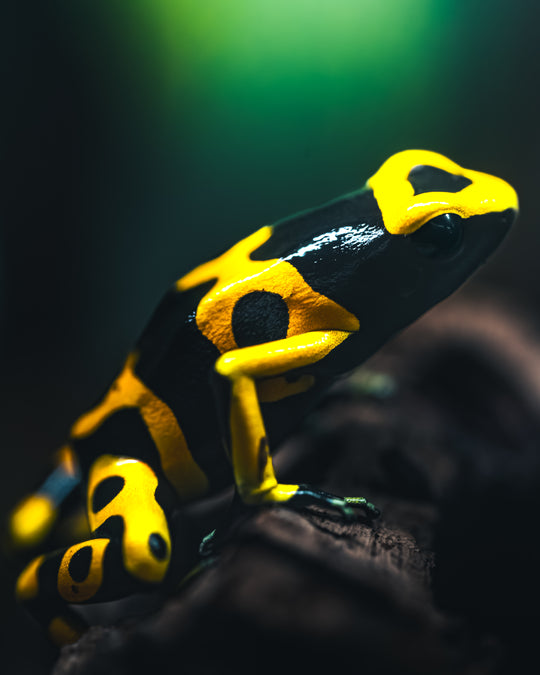 Reptile Room Ticket (Public Hours)