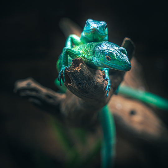 Reptile Room Ticket (Public Hours)