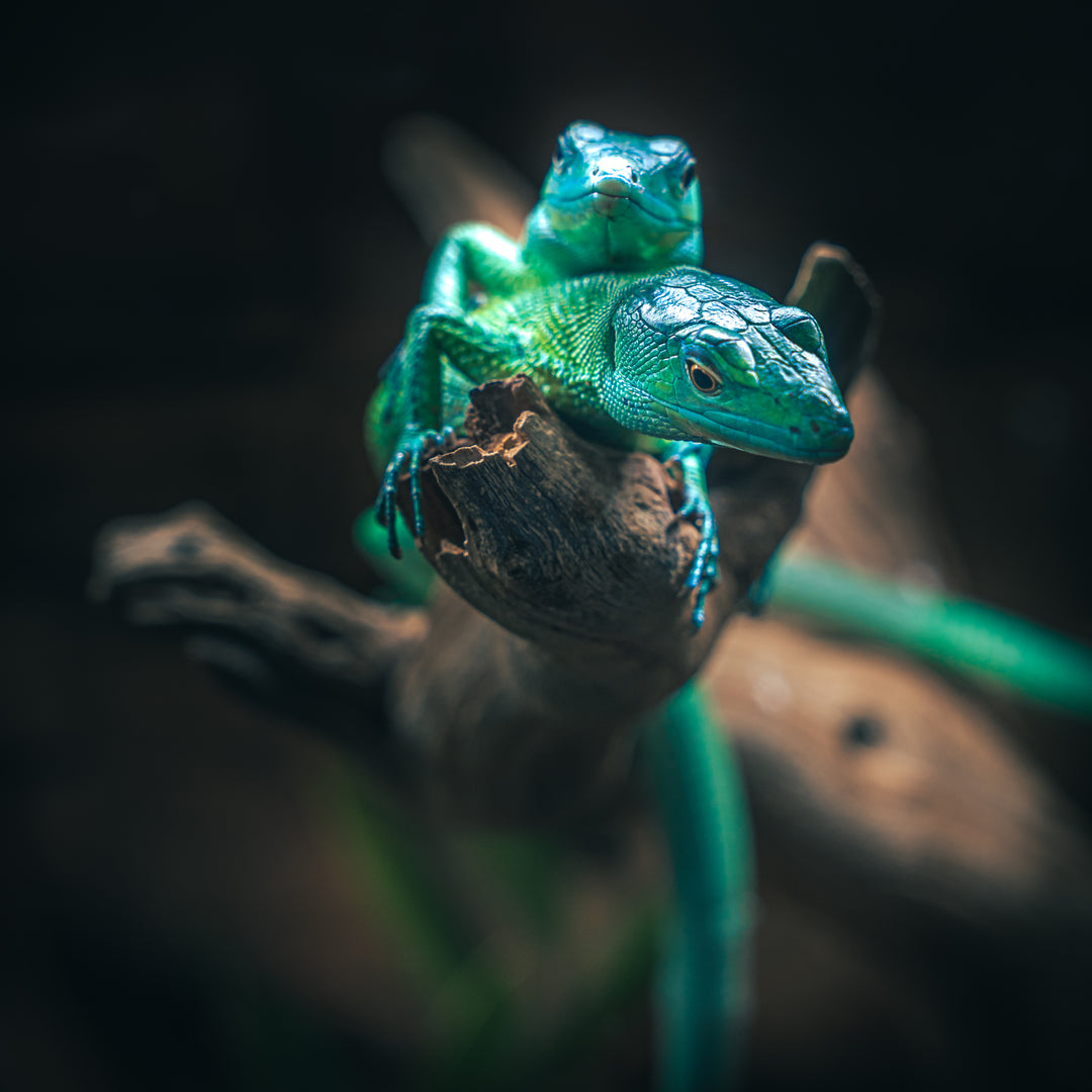 🦎 Private Interactive Educational Tour – $150